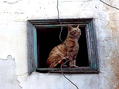 Gatti (114)